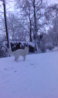 Fotos/sterre/24 december/P201210_08.22_[02][1].jpg